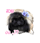 Muntow PaoPao（個別スタンプ：10）