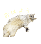 cat marumaru（個別スタンプ：1）