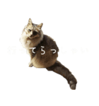 cat marumaru（個別スタンプ：4）