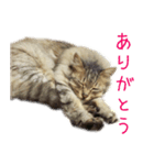 cat marumaru（個別スタンプ：5）