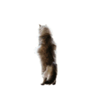 cat marumaru（個別スタンプ：8）