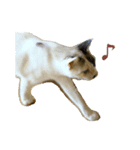 猫ねこネコ写真スタンプ（個別スタンプ：8）