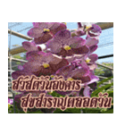orchid thai6（個別スタンプ：6）