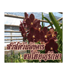 orchid thai6（個別スタンプ：7）