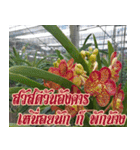 orchid thai6（個別スタンプ：8）