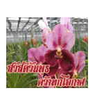 orchid thai6（個別スタンプ：9）