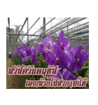 orchid thai6（個別スタンプ：13）