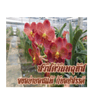 orchid thai6（個別スタンプ：14）