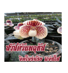 orchid thai6（個別スタンプ：15）