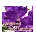 orchid thai6（個別スタンプ：16）