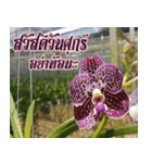 orchid thai6（個別スタンプ：17）