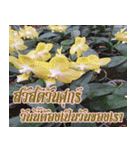 orchid thai6（個別スタンプ：18）