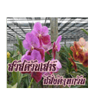 orchid thai6（個別スタンプ：21）
