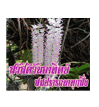 orchid thai6（個別スタンプ：23）