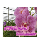 orchid thai6（個別スタンプ：24）
