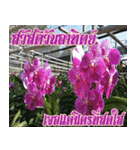 orchid thai6（個別スタンプ：25）