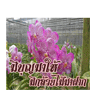 orchid thai6（個別スタンプ：28）