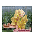 orchid thai6（個別スタンプ：32）