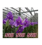 orchid thai6（個別スタンプ：39）