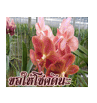 orchid thai6（個別スタンプ：40）