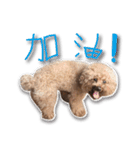 Baby brother to grow up（個別スタンプ：25）