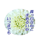 花のある時間（個別スタンプ：27）