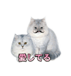 かわいい (KAWAI Double Cats)（個別スタンプ：1）