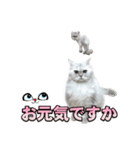 かわいい (KAWAI Double Cats)（個別スタンプ：4）