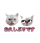 かわいい (KAWAI Double Cats)（個別スタンプ：33）