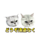 かわいい (KAWAI Double Cats)（個別スタンプ：35）