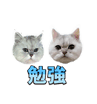 かわいい (KAWAI Double Cats)（個別スタンプ：36）