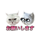 かわいい (KAWAI Double Cats)（個別スタンプ：39）