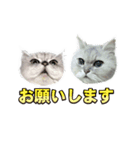 かわいい (KAWAI Double Cats)（個別スタンプ：40）