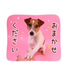 DEC【おでか犬】愛犬スタンプ第1弾（個別スタンプ：6）