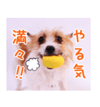 DEC【おでか犬】愛犬スタンプ第1弾（個別スタンプ：10）