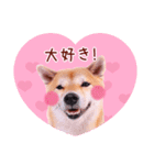 DEC【おでか犬】愛犬スタンプ第1弾（個別スタンプ：15）