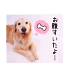 DEC【おでか犬】愛犬スタンプ第1弾（個別スタンプ：23）