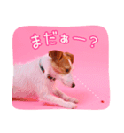 DEC【おでか犬】愛犬スタンプ第1弾（個別スタンプ：24）