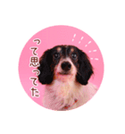 DEC【おでか犬】愛犬スタンプ第1弾（個別スタンプ：30）