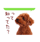 DEC【おでか犬】愛犬スタンプ第1弾（個別スタンプ：31）
