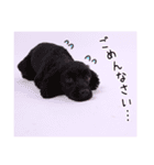 DEC【おでか犬】愛犬スタンプ第1弾（個別スタンプ：33）