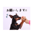 DEC【おでか犬】愛犬スタンプ第1弾（個別スタンプ：35）