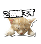 ENEMY×NOISE＆uni（個別スタンプ：29）