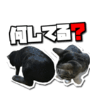ENEMY×NOISE＆uni（個別スタンプ：33）
