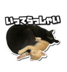 ENEMY×NOISE＆uni（個別スタンプ：37）