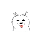 Daily Samoyed（個別スタンプ：1）