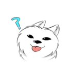 Daily Samoyed（個別スタンプ：5）