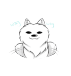 Daily Samoyed（個別スタンプ：8）
