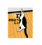 ガガにゃんのつぶやき（個別スタンプ：3）