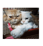 Cat Lovers V2（個別スタンプ：29）